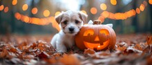 Puppy In A Ghost Costume, Peeking Out From Behind A Pumpkin, With A Blurred Spooky Evening Setting