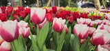 Fototapeta Tulipany - white and red tulip flowers on the colorful of tulips field