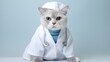 cat, Brazilian Shorthair cat in doctor gown