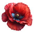 red poppy flower realistic on transparent background