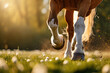 Close-up of a horse legs running in the field