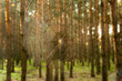 Pajęcza sieć w lesie o poranku 