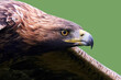 Golden eagle (Aquila chrysaetos)