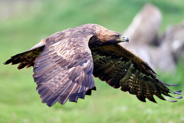 Canvas Print - Golden eagle (Aquila chrysaetos)