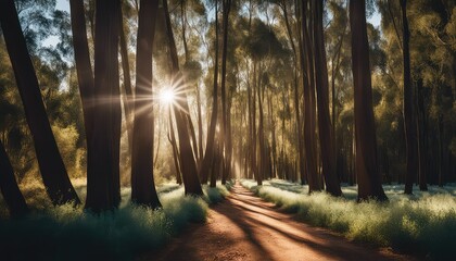 Wall Mural - treelined pathway, eucalyptus grove, wedding backdrop, maternity backdrop, photography backdrop, pathway, 