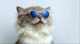 Fototapeta Zwierzęta - Funny beautiful cat portrait in blue sunglasses