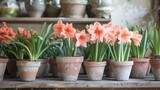 Pink amaryllis flowers in aged clay pots on a wooden bench.