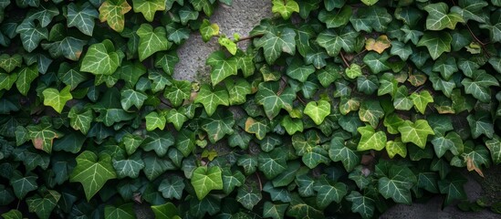 Wall Mural - A detailed shot of ivy, a terrestrial plant, growing as groundcover on a wall.