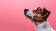 Dog profile view from side, curious interested surprised shocked asking face isolated on a pink background