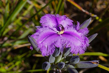 Wall Mural - Flower of the Many-flowered Fringe Lily (Thysanotus multiflorus), in natural habitat, Western Australia