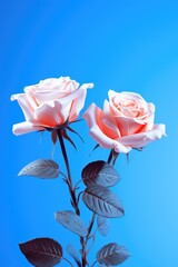 Wall Mural - Two pink roses with green leaves against a blue background. Perfect for floral designs and romantic themes