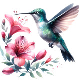Fototapeta Sypialnia - Hummingbird PNG
