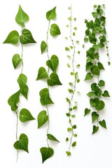 Aufkleber - A bunch of green leaves hanging from a white wall. Can be used as a decorative element or to add a touch of nature to any space