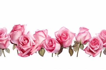 Poster - A row of pink roses on a white background. Suitable for various floral-themed projects