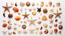 Various Types Of Shells Are Displayed On A White Table. Perfect For Beach-themed Designs Or Educational Materials
