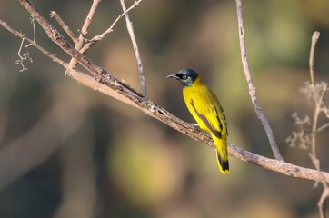 Wall Mural - The black-headed bulbul is a member of the bulbul family, Pycnonotidae. It is found in forests in south-eastern Asia.