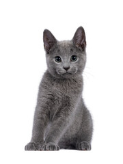 Wall Mural - well typed russian blue cat kitten, sitting up facing front. looking to camera with green eyes. isol