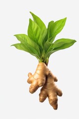 Fototapete - Close-up view of the vibrant leaves of a ginger plant. Perfect for botanical and nature-themed designs