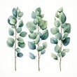 Watercolor eucalyptus branches on a white background