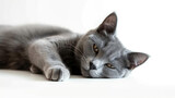 Fototapeta Koty - Regal Grey: A Playful Photo of a Grey Cat Isolated on a Clear Background