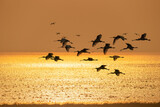 Fototapeta  - migratory bird landscape in sunrise