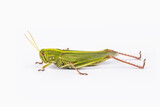 Fototapeta  - grasshopper isolated on white