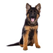 Cute German Shepherd dog puppy, sitting up facing front. Looking straight to camera, mouth open and tongue out. Isolated cutout on a white background.