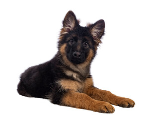 Cute German Shepherd dog puppy, laying down side ways. Looking straight to camera, mouth closed. Isolated cutout on a white background.