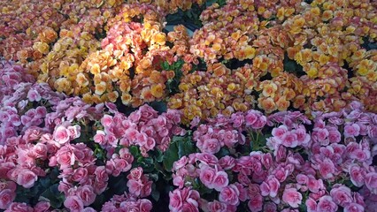 Wall Mural - pink orange begonia flower plant growing decorating vertically in garden park