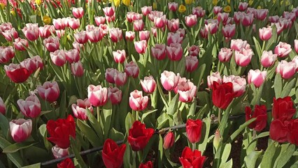 Wall Mural - red white tulip flower growing decorating in garden