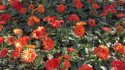 Canvas Print - orange gerbera daisy flower plant decorating in garden park