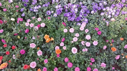 Wall Mural - blooming pink orange rose flower in bloom in garden park