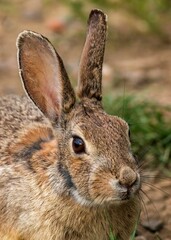 Wall Mural - Closeup shot of an eastern cottontail rabbit, Sylvilagus floridanus.