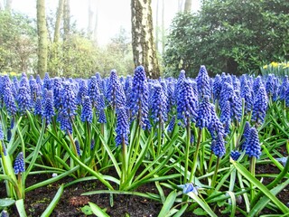 Canvas Print - Field of purple Garden grape-hyacinth flowers in spring