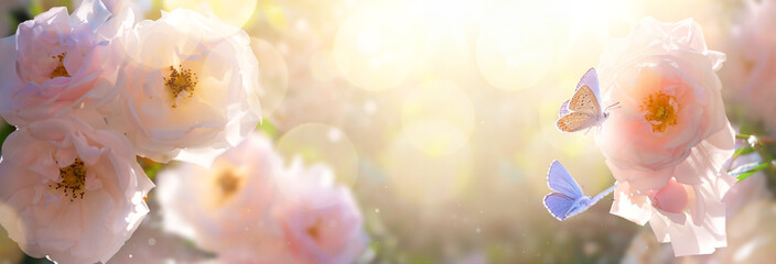 Aufkleber - Summer garden landscape; beautiful summer flower against sunny sky; nature landscape background. Garden flower.