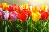 Fototapeta Tulipany - Colorful spring flowers tulips. generative ai.