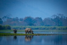 African Rhinoceros Grazing On Green Grass Near A Pond At Blue Hour