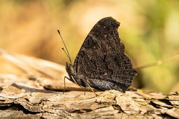 Canvas Print - Close-up of a brown peacock eye butterfly perched atop a tree trunk