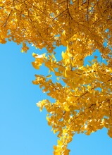 Tree With Bright Yellow Autumn Leaves Illuminated By The Sun On A Clear, Blue Sky Background