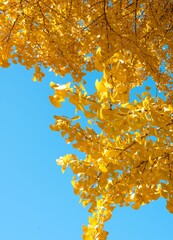 Tree with bright yellow autumn leaves illuminated by the sun on a clear, blue sky background