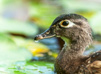 Sticker - Closeup of a brown duck in a green pond