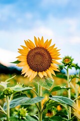 Canvas Print - Vertical closeup of a sunflower growing in a field