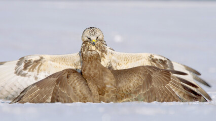 Wall Mural - Birds of prey fighting in snow, rough-legged buzzard and common buzzard