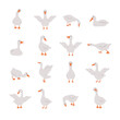 Set of cute gooses. Domestic and wild ducks on white background. Agriculture birds on farm. Rural wildlife. Funny hand drawn print. Vector illustration in flat cartoon style.