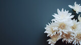 White chrysanthemum on a dark blue background. Place for text.