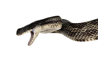 Fototapete - head shot of a Black rat snake aka Pantherophis obsoletus. Mouth wide open. Isolated cutout on a transparent background.