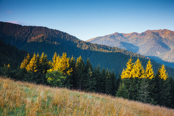 Sticker - Breathtaking view of the mountainous area in morning. Carpathian National Park, Ukraine.