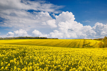 Aufkleber - Bright yellow canola field and blue sky on a sunny day.