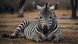 Fototapeta  - A close-up of a zebra lying on the ground, front legs crossed, and intently observing the camera.