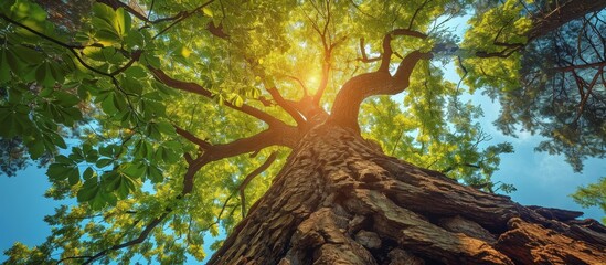 Canvas Print - Observing a terrestrial plant, with sunlight filtering through its leaves, creates a breathtaking natural landscape scene.